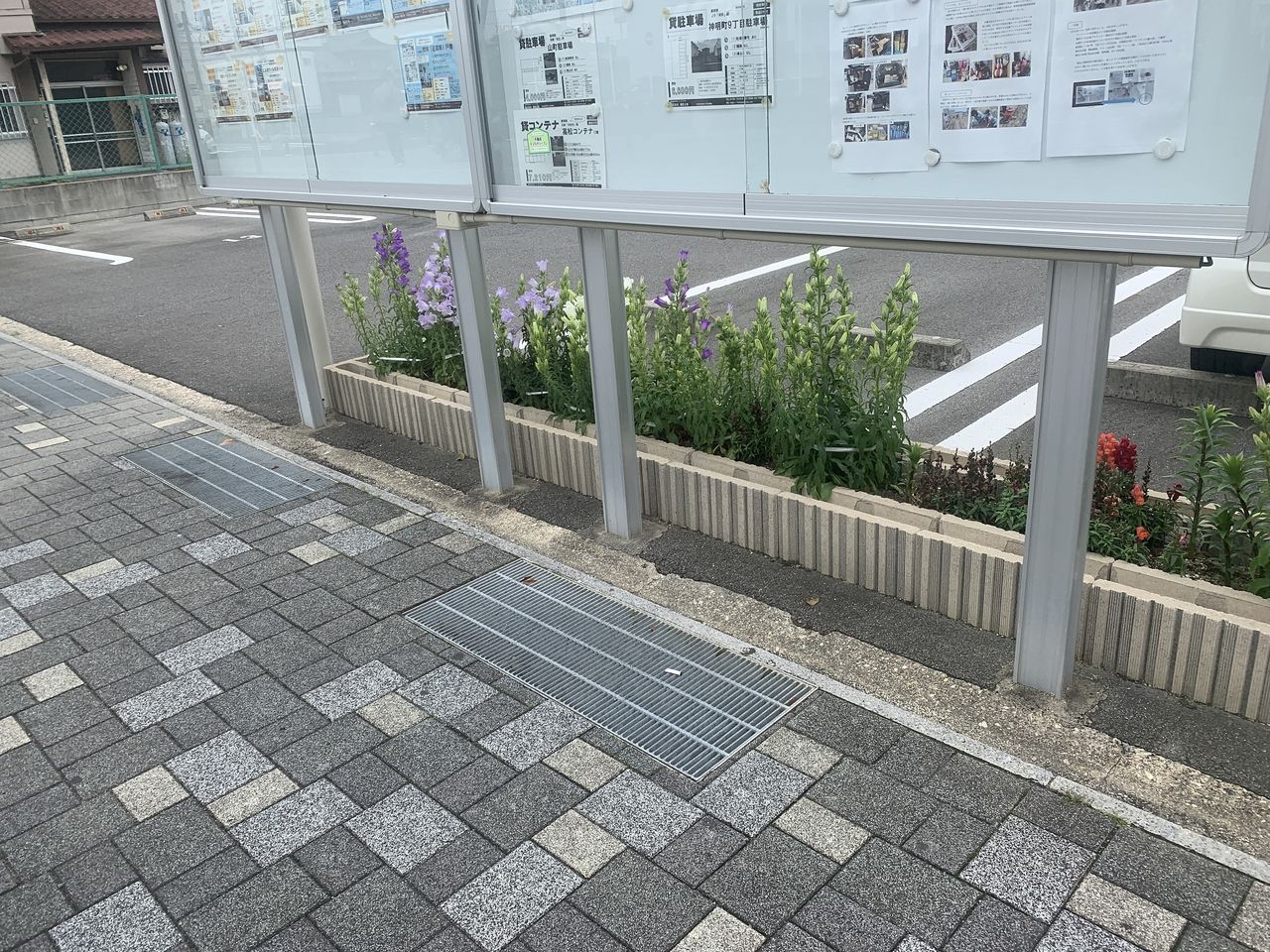 東刈谷駅前の弊社駐車場の花壇のカンパニュラがどんどん咲き始めましたね