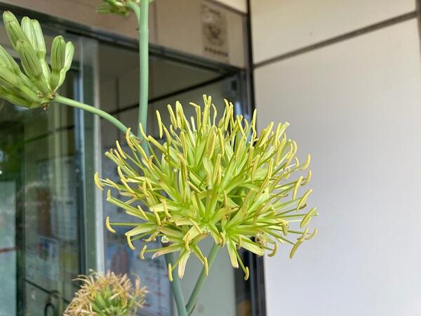 アカベ 雷神の花